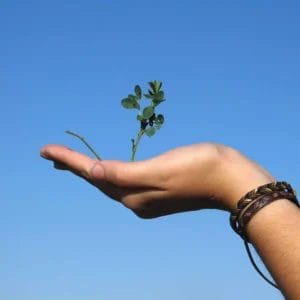 Hand holding a small plant against blue sky, symbolizing growth and potential, at Elevate Your Organization's Culture and Performance With CEEK.