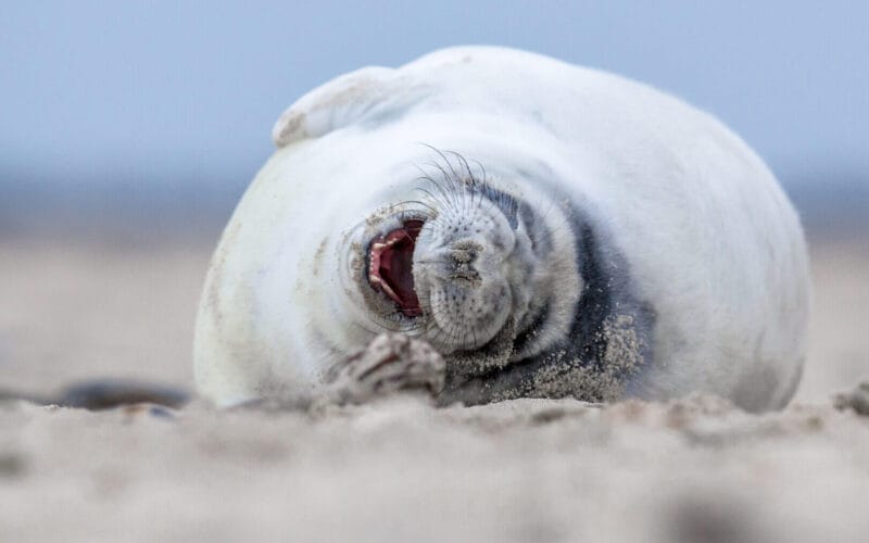 Laughing Grey seal puppy (Halichoerus grypus) in sand on beach of Helgoland, Germany