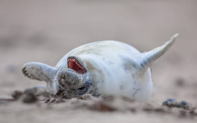 baby Common seal (Phoca vitulina) laughing out loud in sand on beach of Helgoland, Germany