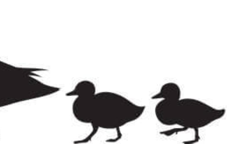 Vector silhouette of a group of ducks and ducklings walking.